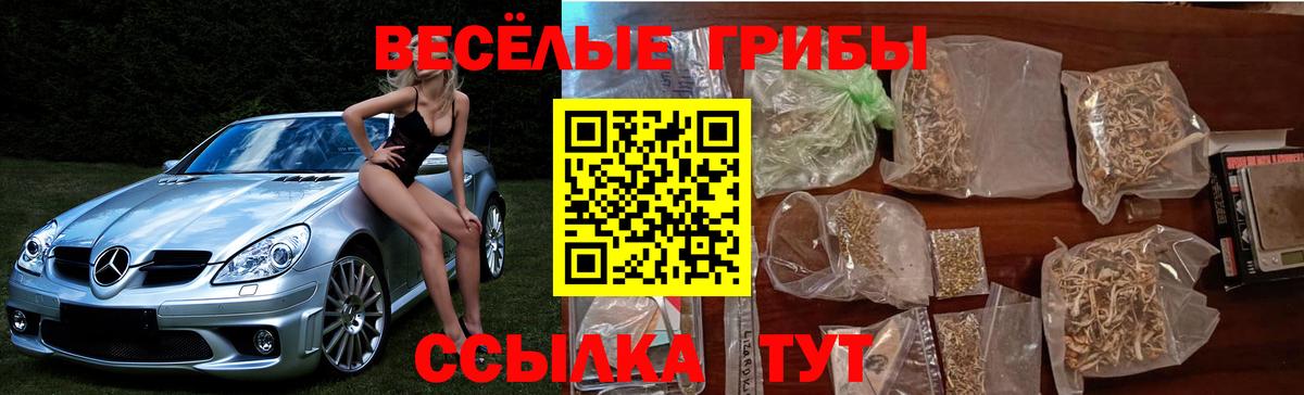 Псилоцибиновые грибы Psilocybe Лесозаводск